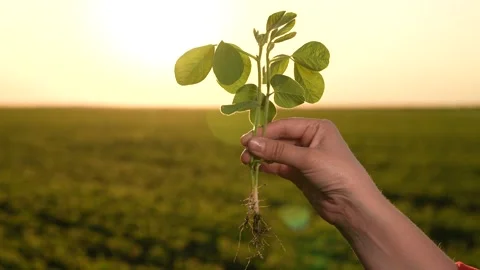 Farmer hand, setting sun, plants green soybean seedlings farm. Agriculture Stock Footage 257959264