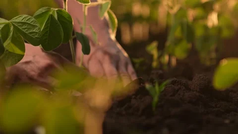 Farmer hand, setting sun, plants green soybean seedlings farm. Agriculture Stock Footage 258732933