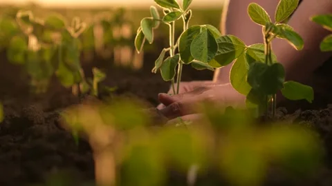 Farmer hand, setting sun, plants green soybean seedlings farm. Agriculture Stock Footage 259567990