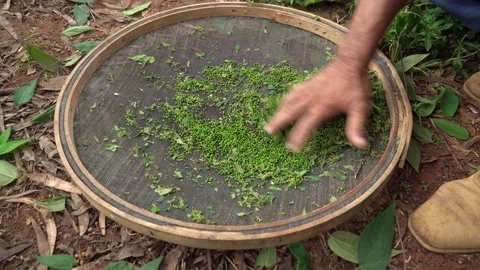 Farmer hand sifting seeds of native trees for farm reforestation in Amazon.  Vidéo 147940756