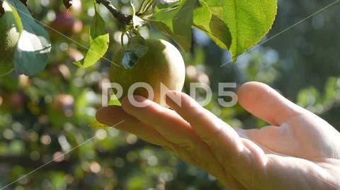 Farmer Hand Study and Observe Apple Fruit in a Tree Stock Photos