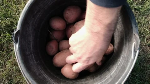 Farmer hand taking fresh raw potatoes out of bucket during harvest 库存影片 347122802