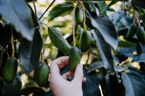 A farmer hand taking a mini bacon avocado Fotos de archivo