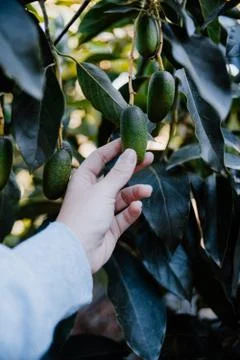 A farmer hand taking a mini bacon avocado Fotos de archivo