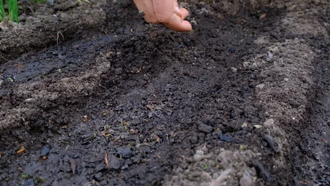 Farmer hand throws seeds in seedbed, garden planting seeds, slow motion close-up Video stock 108914435