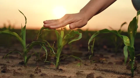 Farmer hand touches green corn leaves sunset, corn germ harvest farm dawn field Stock Footage 248405171