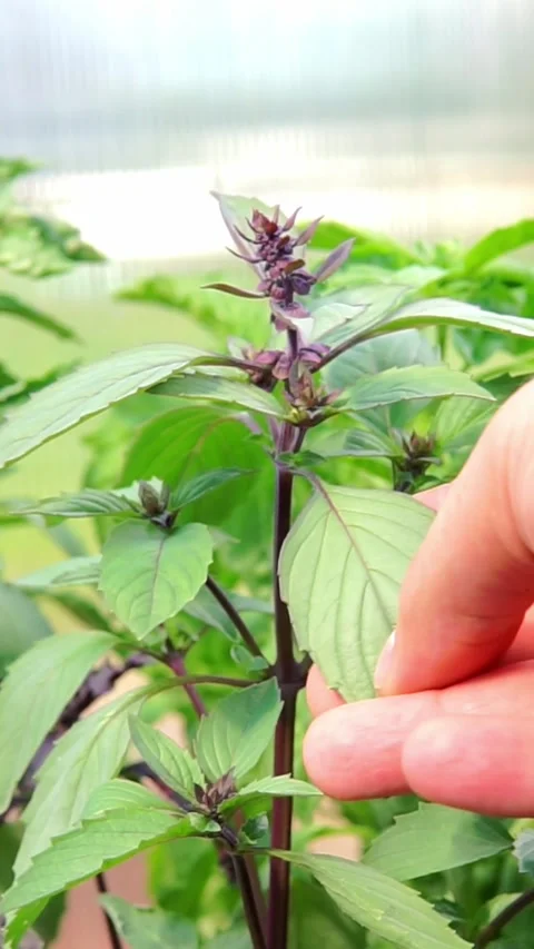 Farmer Hand Touching Fresh Purple Basil Plant Leaf Stock Footage 346774353