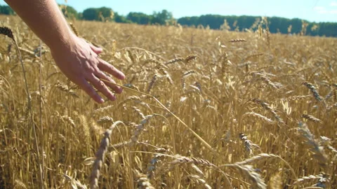 Farmer hand touching golden wheat ears. Agriculture and harvesting in autumn. Stock Footage 213528579