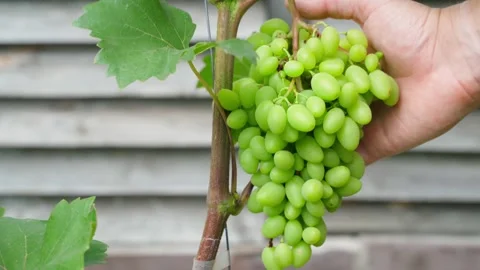 Farmer hand touching grapes in vineyard. Checking grapes during growing season Stock Footage 340388384