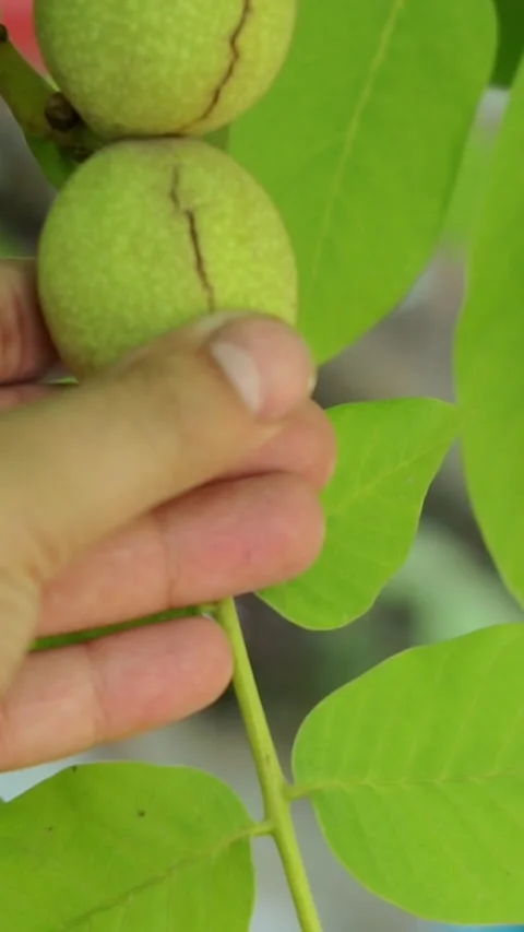 Farmer hand touching green walnuts growing on orchard branch Stock Footage 346397035