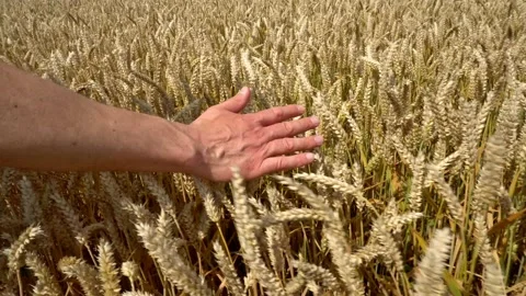Farmer Hand touching Ripe Wheat Ears in Summer Stock Footage 136964864