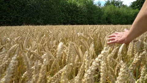 Farmer Hand touching Ripe Wheat Ears Stock Footage 136965799