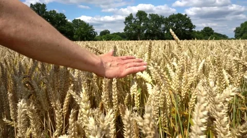 Farmer Hand touching Ripe Wheat Ears in Summer Video stock 139363857