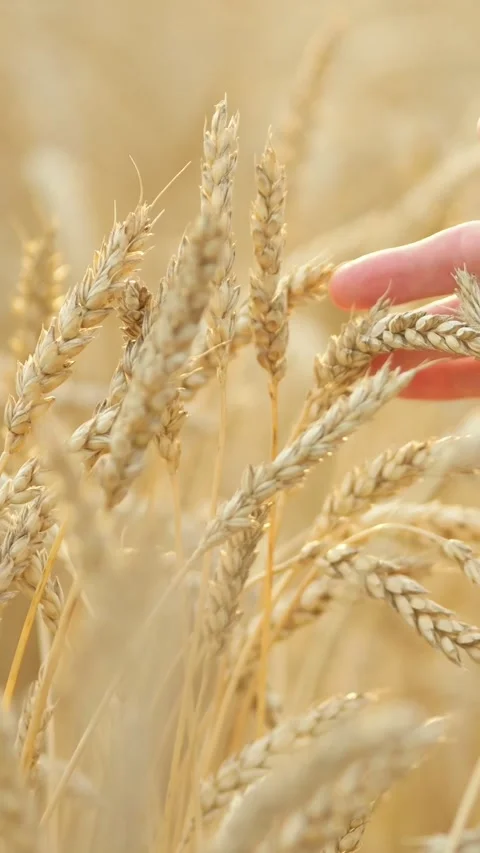 Farmer hand touching ripe wheat ears Stock-Footage 340810047