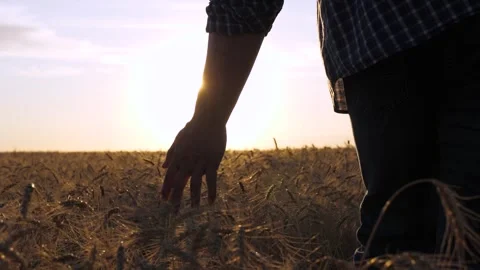 Farmer hand touching wheat field, farmer touching crops, agricultural worker Stock Footage 314684881