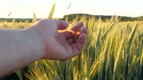 Farmer hand touching wheat field ears at sunset close up Stock Footage 338411437