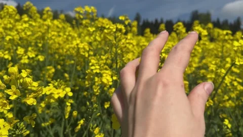 Farmer Hand Touching Yellow Rapeseed Flowers in Agriculture Field, Canola Crop C Stock Footage 339501229