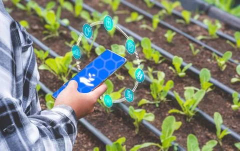 Farmer hand using smart farming application on smartphone in vegetable farm Stock Photos