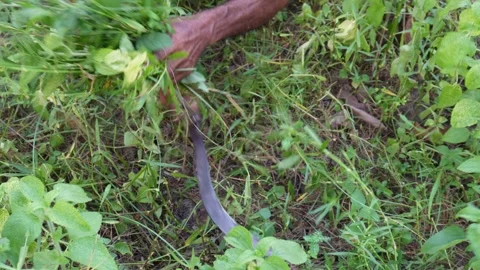 Farmer hand weeding plants Vídeo Stock 329401729