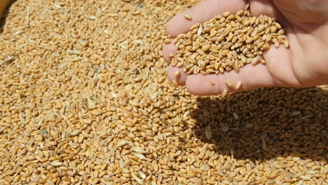 Farmer hand while touching harvested wheat seeds grains,raw food,price crisis Stock Footage 201051817