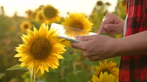 Farmer hand working digital tablet, business sunflower field, farmer using Stock Footage 274511216