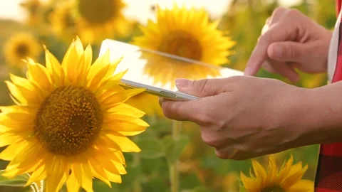 Farmer hand working digital tablet, business sunflower field, farmer using Stock Footage 282066892