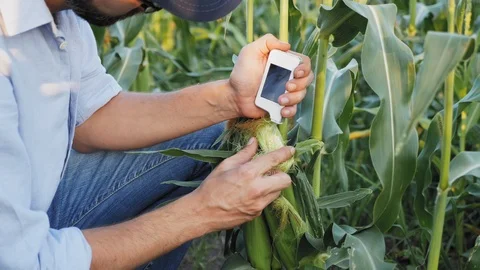 Farmer with a handheld digital device checks for nitrates harvest Stock Footage 106205338