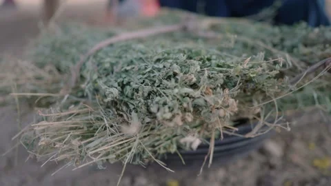 Farmer handling dried fodder bundle in rural Sindh Pakistan Stock Footage 324450202