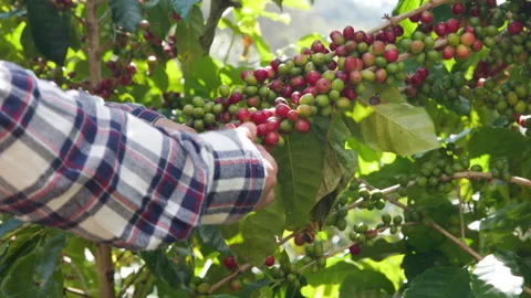 Farmer Handpicking Ripe Coffee Cherries On Lush Plantation Branch Medium Shot Stock Footage 341645599