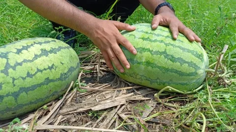 Farmer Hands Adjusting Position Of Two Fresh Watermelons On Vine Close Up Shot Stock Footage 342316275