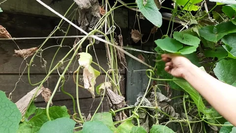 Farmer Hands Arranging Withered Tendrils of a Climbing Loofah Vine in the G.. Video stock 337951790