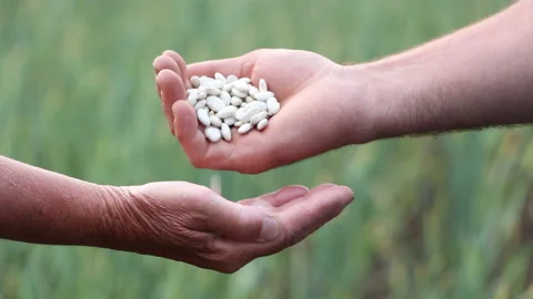 A farmer hands beans to another farmer Stock Footage 108451409