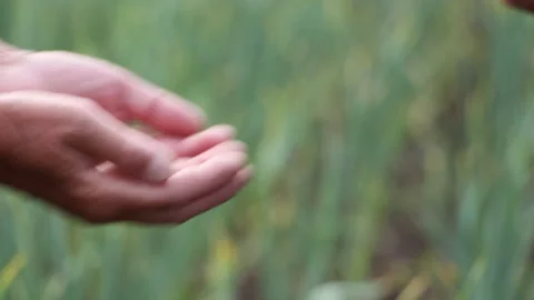 A farmer hands beans to another farmer Stock Footage 108453323