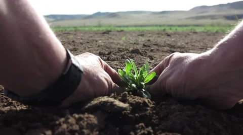 Farmer hands carefully planted the first sprout in early spring Stock Footage 62636954