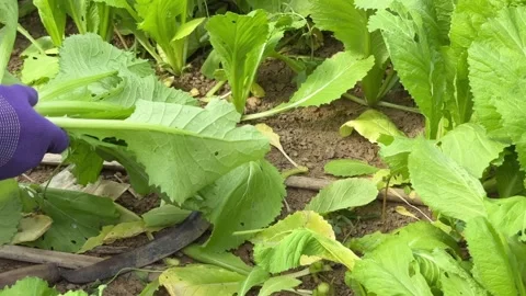 Farmer hands carefully separate large mustard leaves, focusing on gentle Stock Footage 326922660