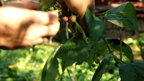 Farmer hands checking ripe red raspberries on bush outdoors close up Stock Footage 344878435
