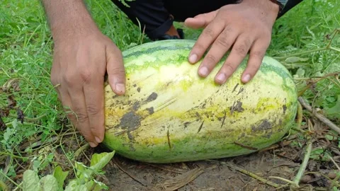 Farmer Hands Cleaning Mud Off Ripe Watermelon Rind In Farm Field Close Up Vídeos de archivo 342497882