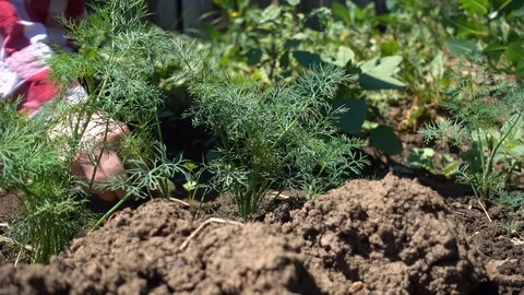 Farmer hands cleans rows of dill. Growing organic greens on a farm plot Vídeos de archivo 110702910