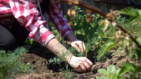 Farmer hands cleans weeds from the rows on a Sunny day, close-up Stock Footage 110702686