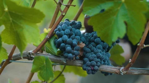 Farmer hand's cut bunch of grapes from tree in vineyard Stock Footage 87807867