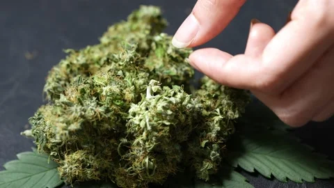 A farmer hands decorating a pile of dried alternative herbs on products shooting Stock Footage 160523034