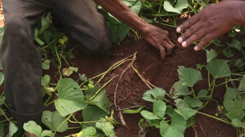 Farmer hands digging 스톡 동영상 23116644