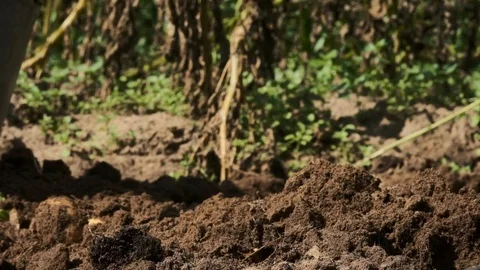 Farmer hands digging you organic potatoes on the field close-up. harvest Stock Footage 120498976