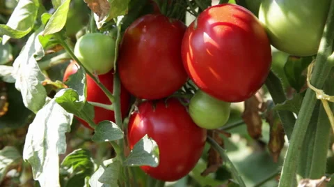 Farmer hands gathering beautiful ripe tomatoes, vegetable garden, farm, close up Stock Footage 42188463