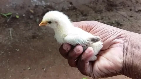 Farmer hands gently holding a tiny fluffy newborn baby chick on a country farm Stockbeeldmateriaal 336003866