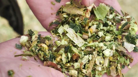 Farmer hands hold corn silage and shows, checks quality, close-up Stock Footage 124985627