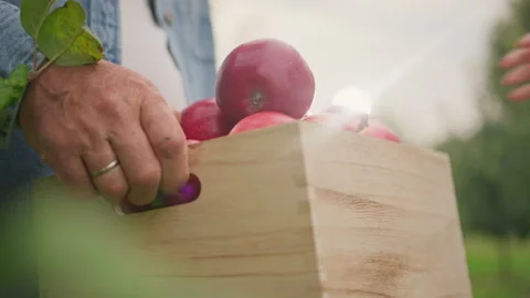 Farmer hands hold a large basket full of ripe red apples in garden. Village Stock Footage 172536329