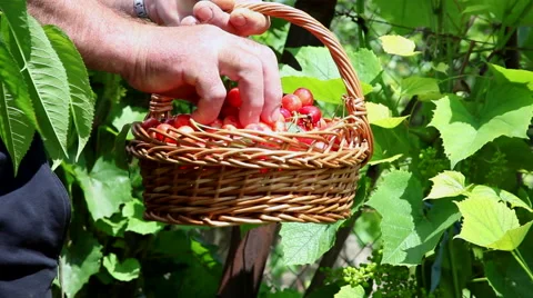Farmer, hands holding a basket full of ripe, red cherries, orchard, harvest Stock Footage 56299993