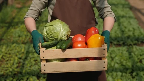 Farmer hands holding box full of fresh vegetables Stock Footage 129757549