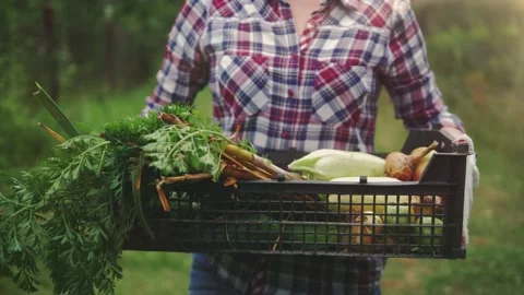 Farmer hands holding box full of fresh organic vegetables. Harvest Organic Video stock 136583313